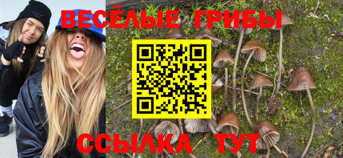 Новошахтинск  Псилоцибиновые грибы MAGIC MUSHROOMS  Вход с VPN 